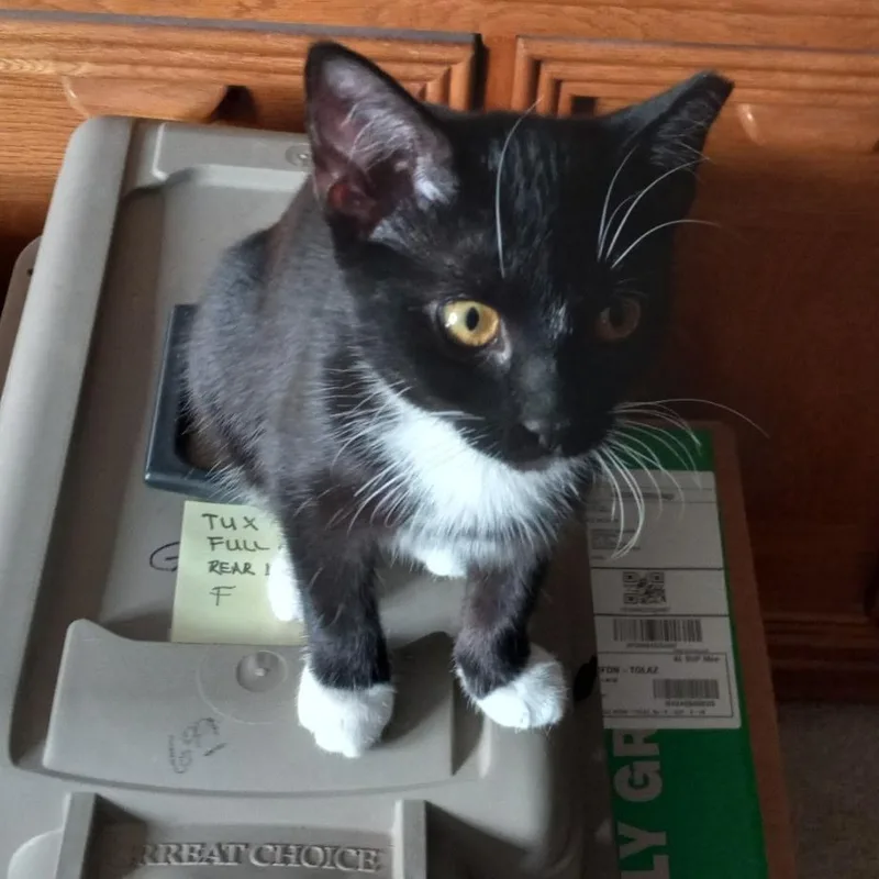 A baby medium-sized female Black & White / Tuxedo Tuxedo cat named Escape — The Little for adoption in Prescott, AZ