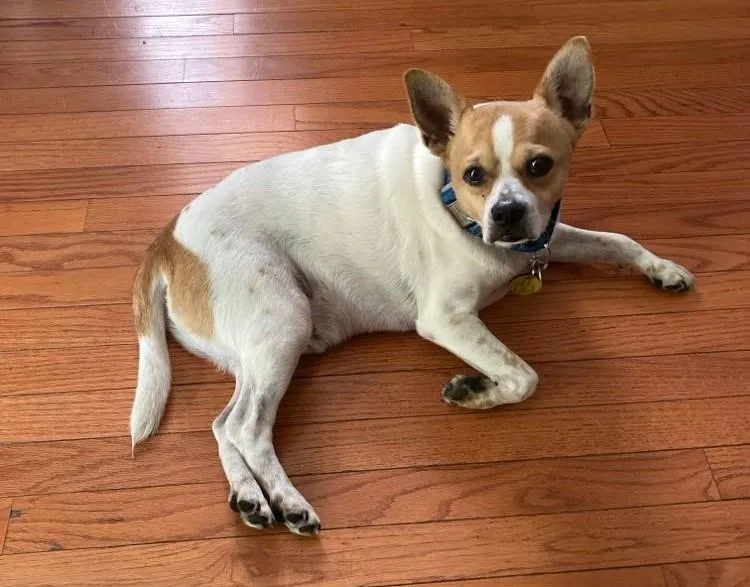 An adult small-sized male Jack Russell Terrier dog named Toto for adoption in North Olmsted, OH