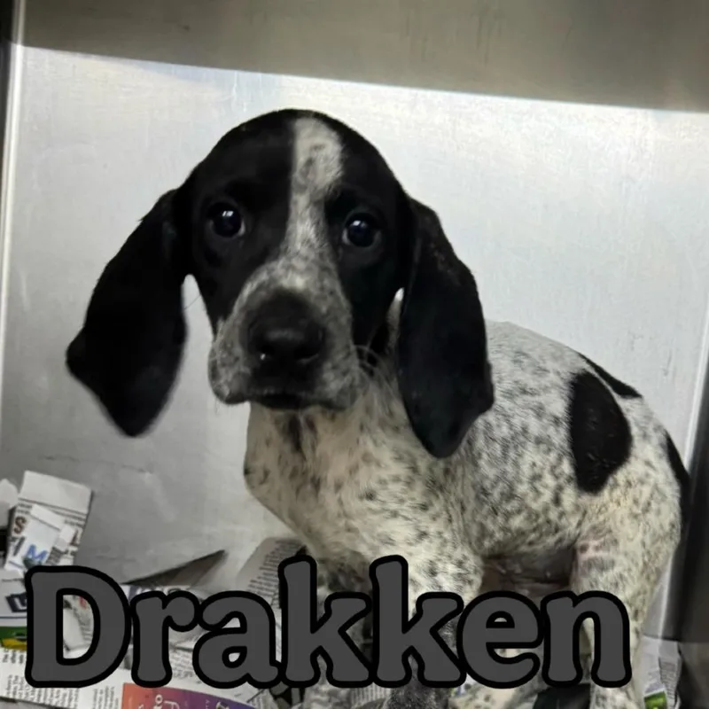 A baby small-sized male Black Coonhound dog named Drakken for adoption in Franklin, NC