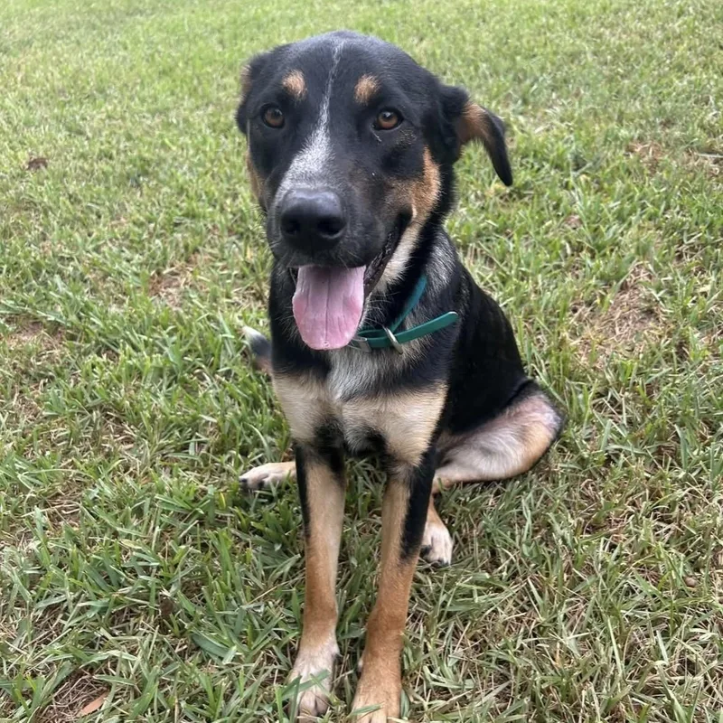 A young medium-sized male Tricolor (Brown, Black, & White) German Shepherd Dog dog named Pecos PC for adoption in Goliad, TX