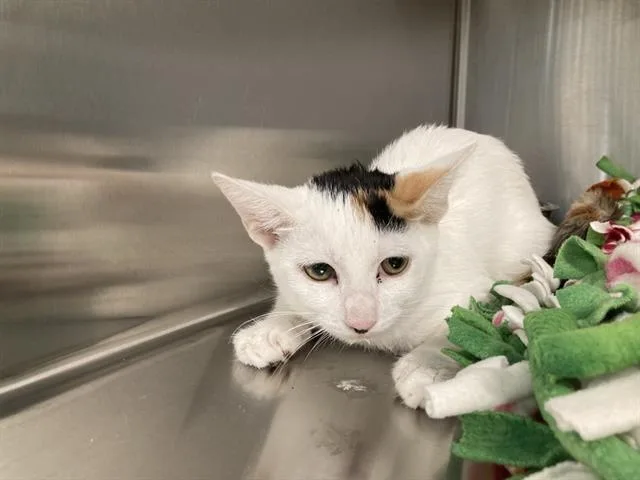 A young small-sized female Domestic Short Hair cat named Pretzel for adoption in Tustin, CA