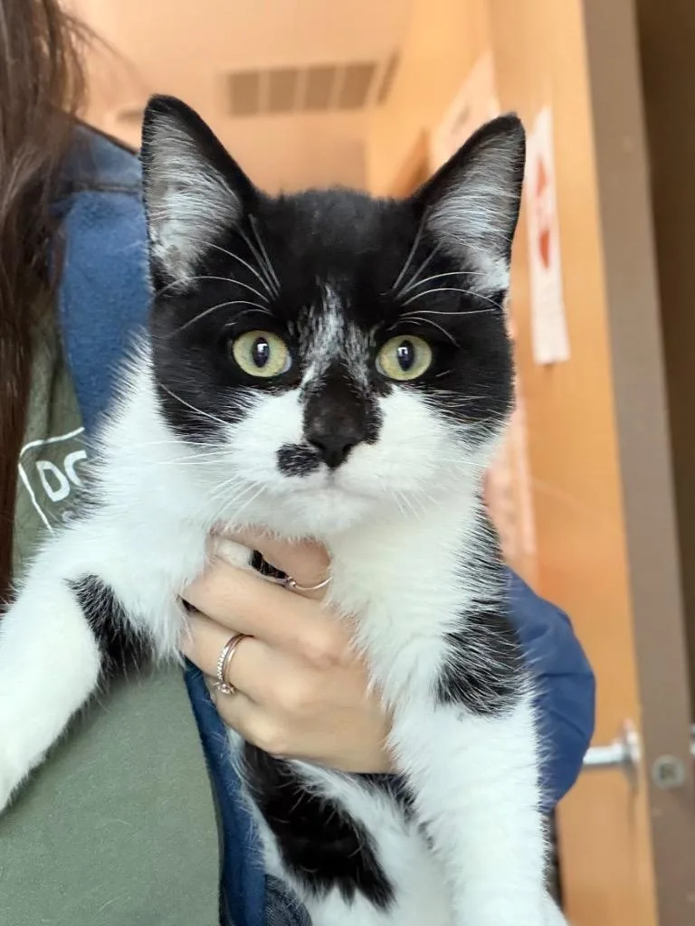 A baby medium-sized male Domestic Short Hair cat named Pooh for adoption in Menomonie, WI