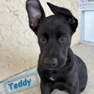 Teddy thumbnail 6