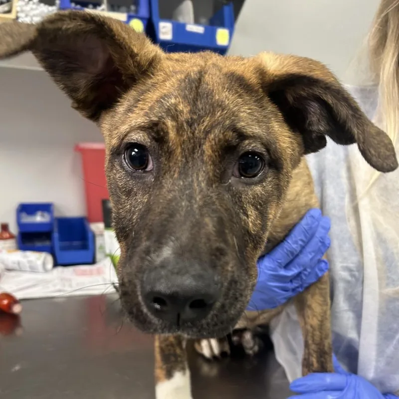 A baby small-sized female Brindle Mountain Cur dog named Coco for adoption in Greenville, SC