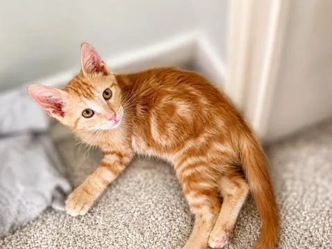 A young medium-sized male Orange & White Tabby cat named Hank Williams for adoption in Phoenix , AZ