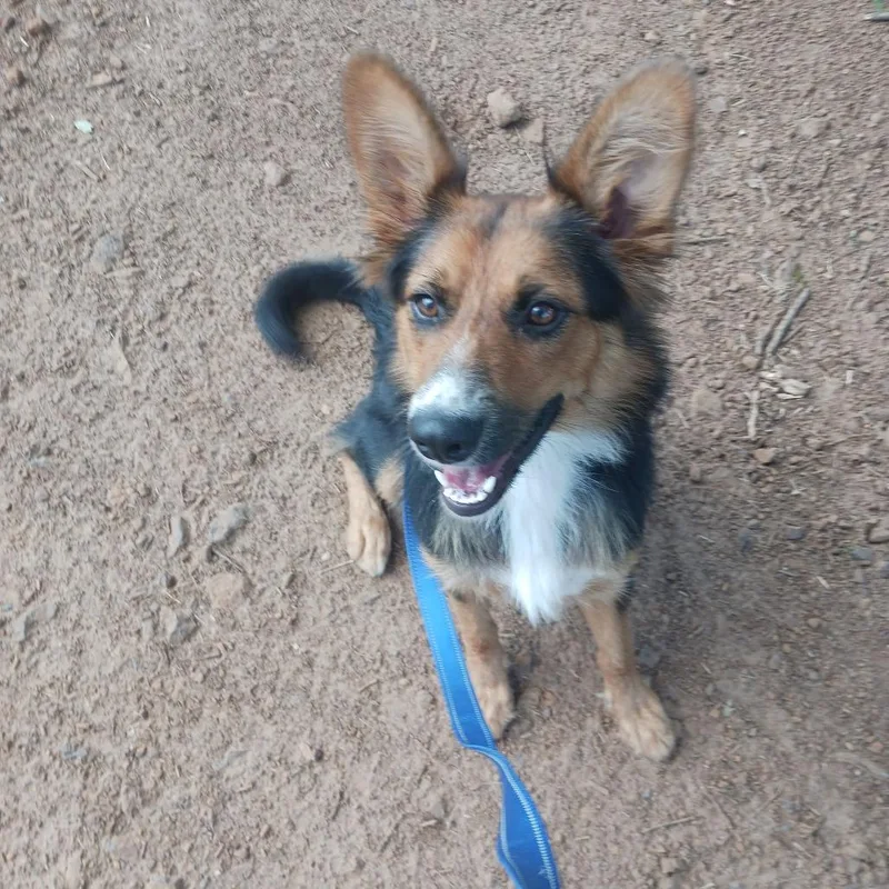 An adult medium-sized female Black Australian Shepherd dog named Juniper for adoption in Wadena, MN