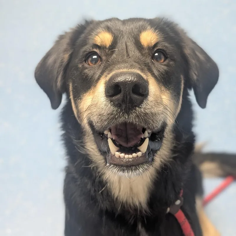 A young medium-sized female Black German Shepherd Dog dog named Lady for adoption in Watertown, NY