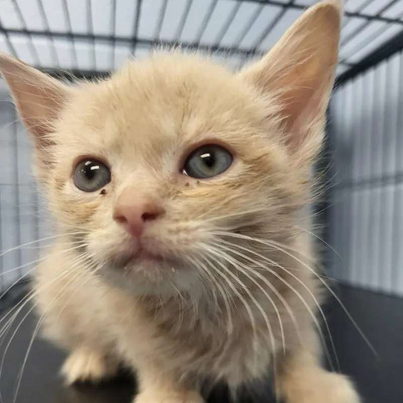 A baby small-sized male Buff / Tan / Fawn Domestic Short Hair cat named Grumpy Bear for adoption in Martinsville, VA