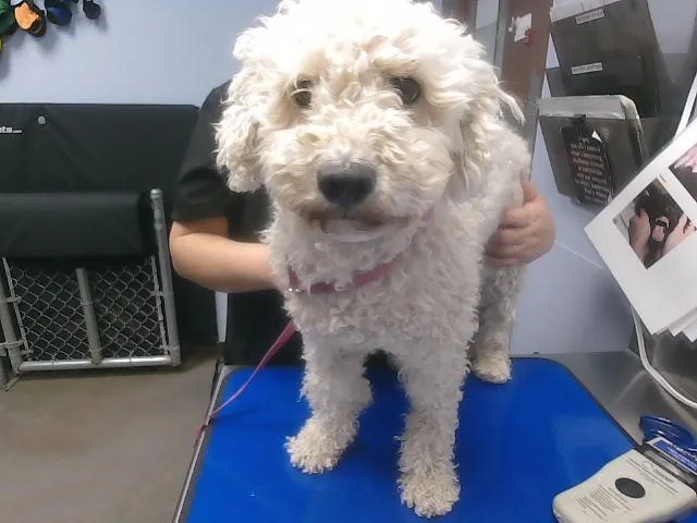 An adult small-sized male Poodle dog named Mr Magoo for adoption in Phoenix, AZ