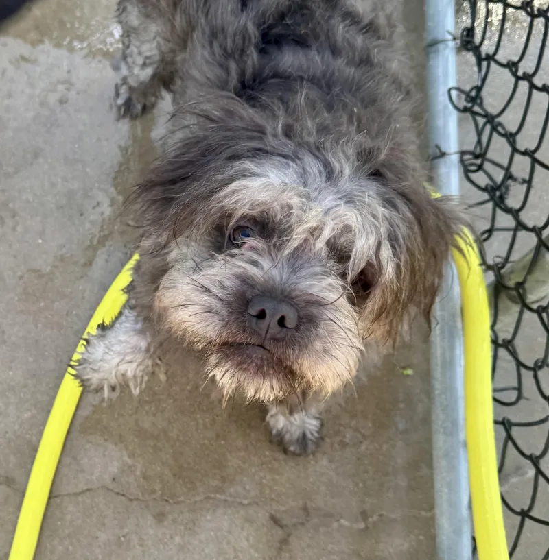 An adult medium-sized male Merle (Blue) French Bulldog dog named Pierre for adoption in Washington, MO