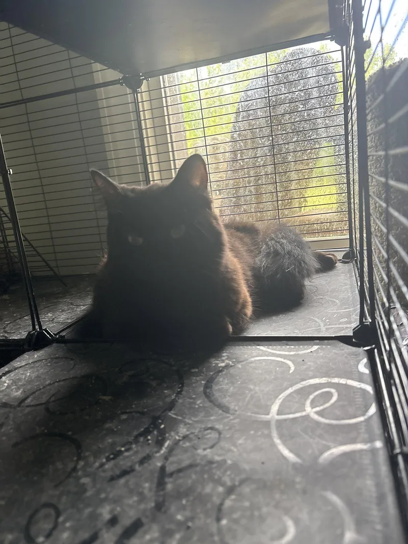 A baby medium-sized female Black Domestic Short Hair cat named Sheeba for adoption in White Bluff, TN
