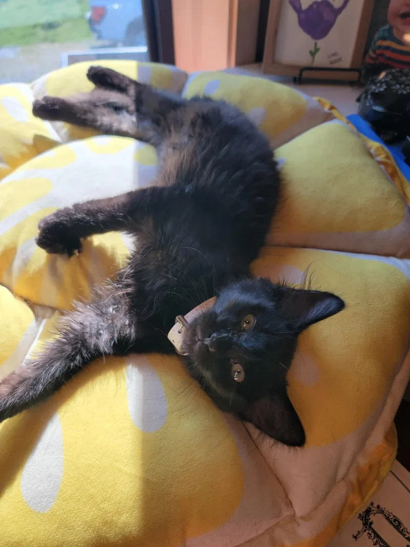 Sheeba thumbnail 2