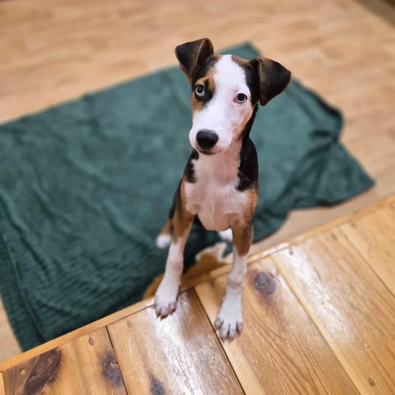 A baby small-sized female Coonhound dog named Harlow for adoption in Woodstock, IL