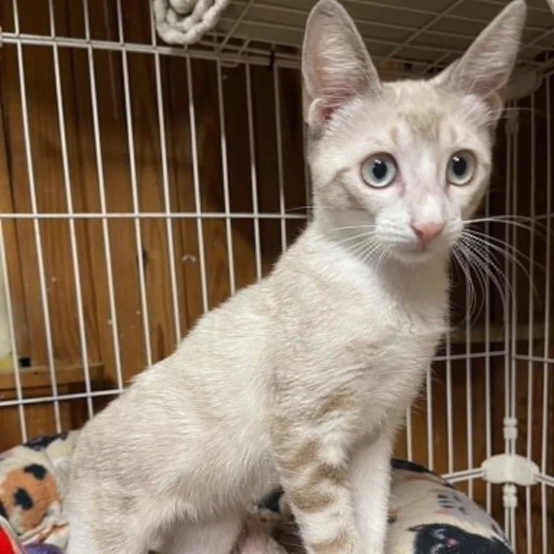 A baby medium-sized female Buff & White Siamese cat named Kayali for adoption in Warren, NJ