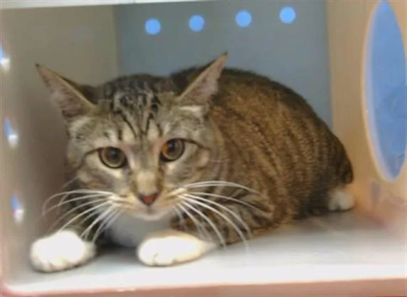 An adult medium-sized female Domestic Short Hair cat named Maddie for adoption in Gardena, CA