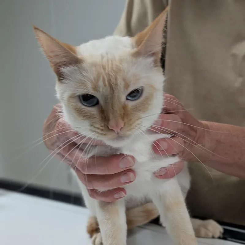 An adult small-sized female Cream / Ivory Domestic Short Hair cat named Amber for adoption in Canton, IL
