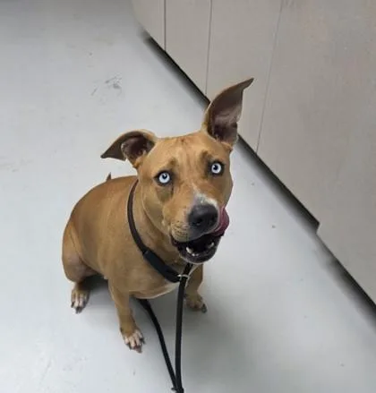 An adult medium-sized female Husky dog named Maddie for adoption in Savannah, GA