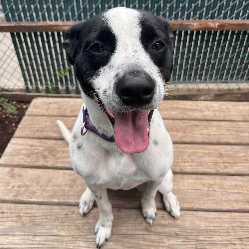 An adult medium-sized female White / Cream Australian Cattle Dog / Blue Heeler dog named Darla for adoption in Kyle, TX