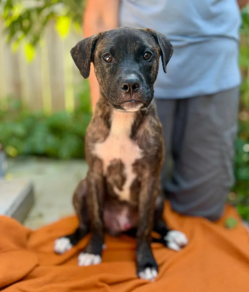 A baby small-sized male Boxer dog named Luigi for adoption in Ellijay, GA