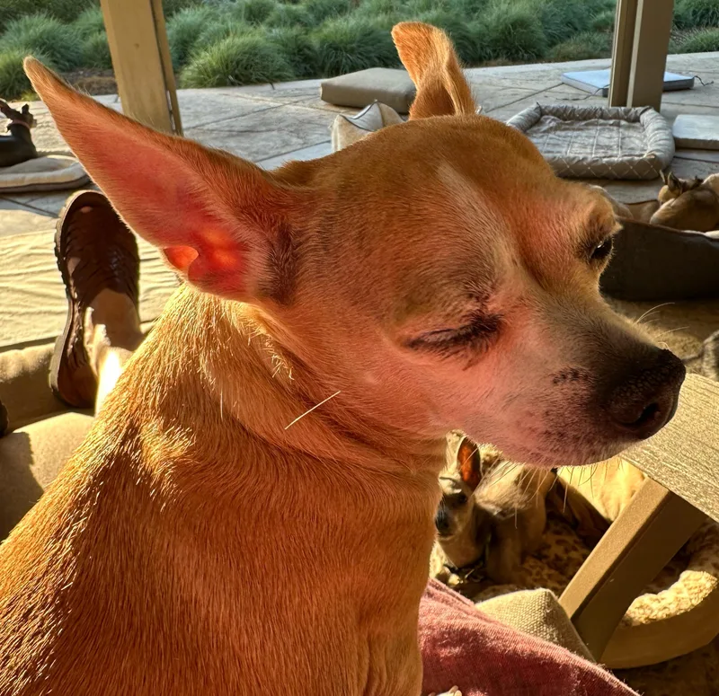 A senior small-sized female Chihuahua dog named Lilah for adoption in Wingdale, NY