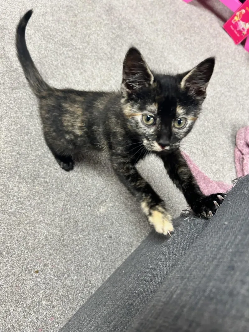A baby medium-sized female Domestic Short Hair cat named Pandora for adoption in Sicklerville , NJ