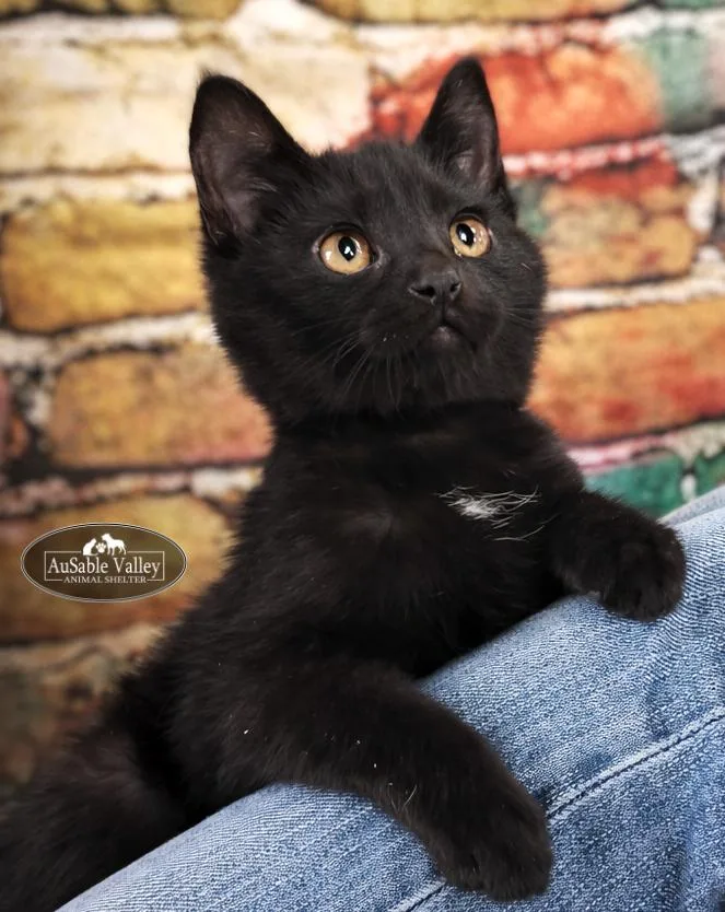 Professor Mcgonagall thumbnail 2