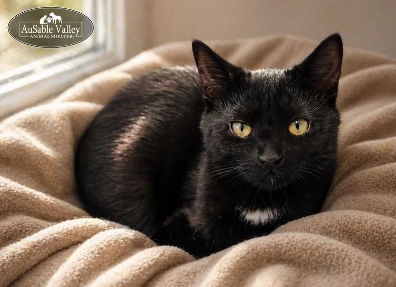 A young medium-sized female Black Domestic Short Hair cat named Professor Mcgonagall for adoption in Grayling, MI