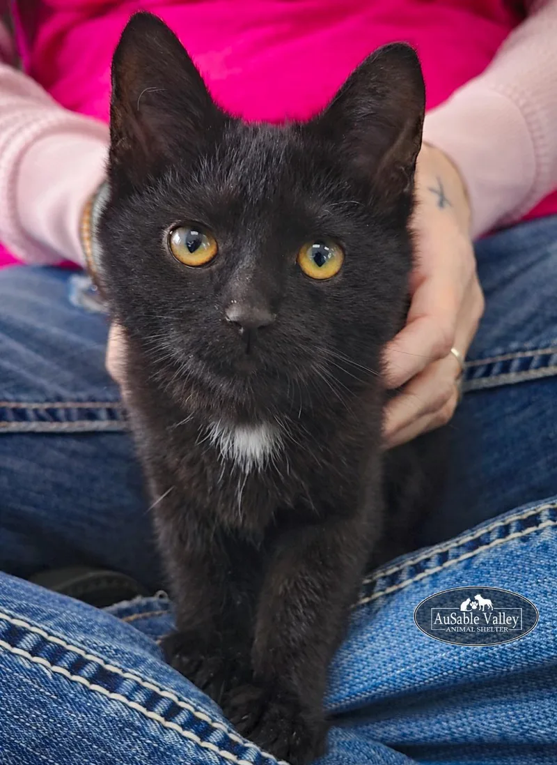 Professor Mcgonagall thumbnail 3