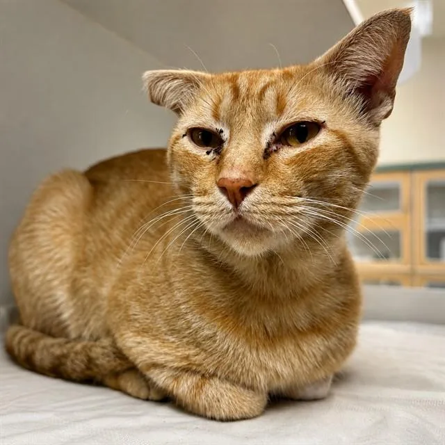An adult small-sized male Domestic Short Hair cat named Garfield for adoption in Riverside, CA