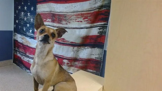 A young small-sized male Chihuahua dog named Ethan for adoption in Miami, FL