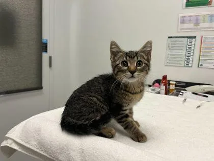A baby small-sized male Brown / Chocolate Domestic Short Hair cat named Jeff for adoption in Kansas City, MO