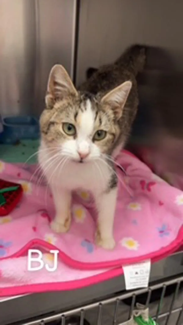 A young small-sized female Domestic Short Hair cat named B.j for adoption in Morristown, TN