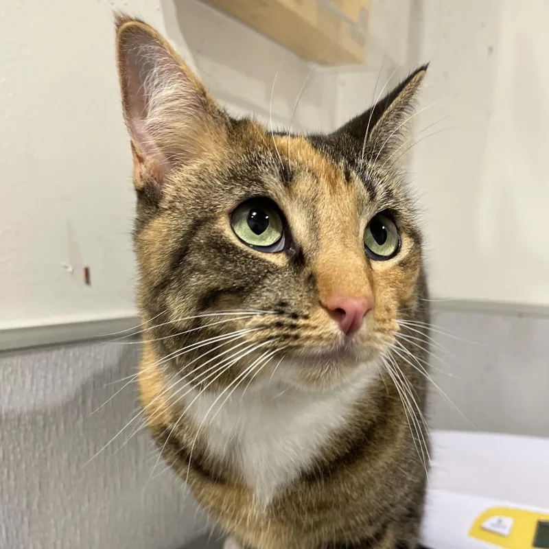 An adult medium-sized female Orange / Red Domestic Short Hair cat named Miro for adoption in Tampa, FL