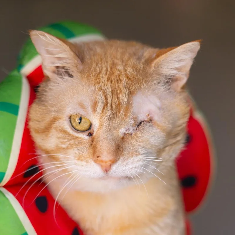 An adult large-sized male Orange / Red Domestic Short Hair cat named Sherbert for adoption in Lakewood, CO