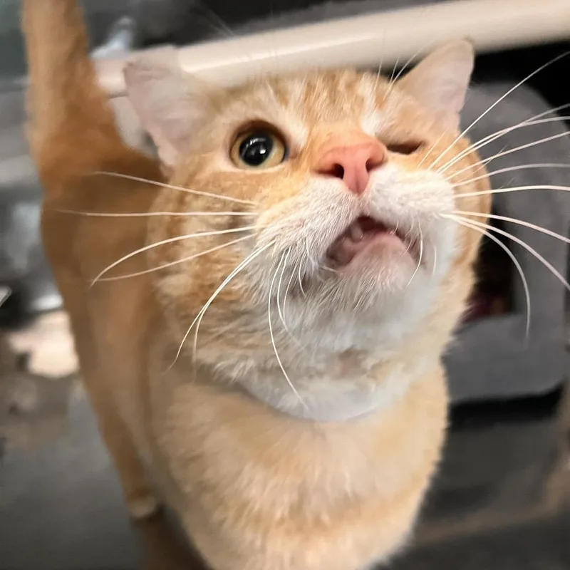 Sherbert thumbnail 3