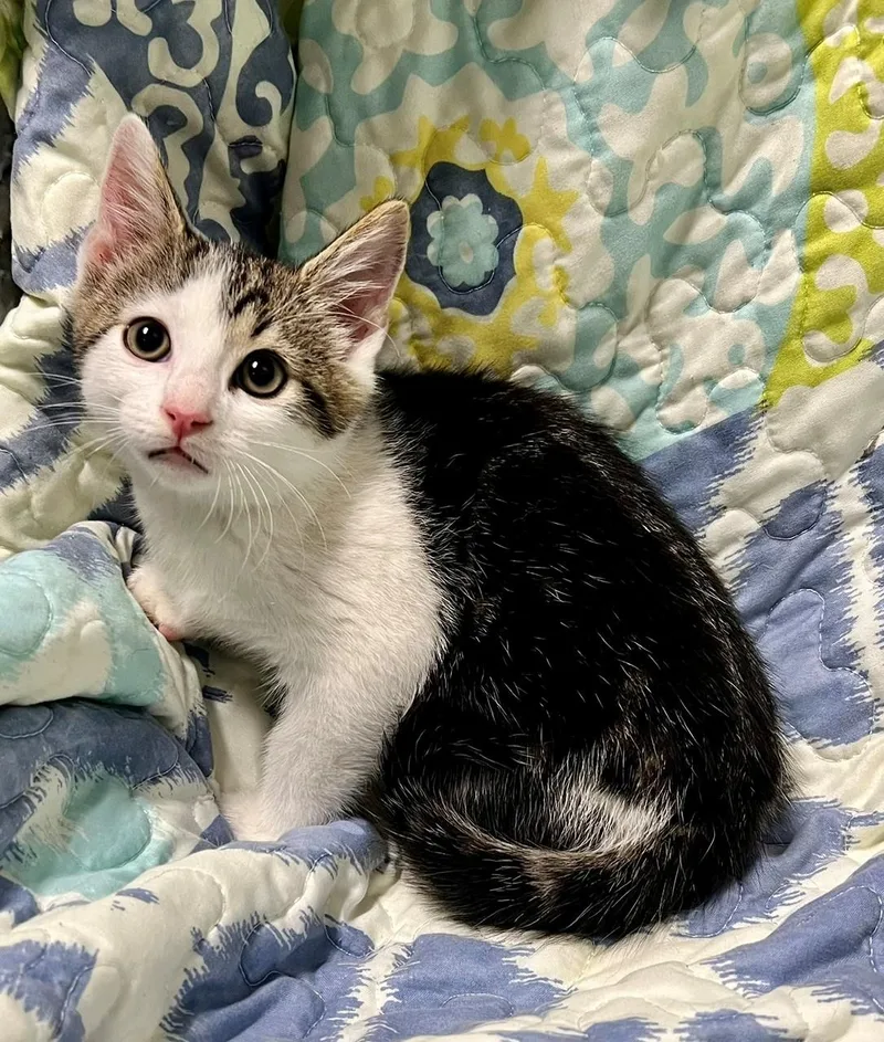 A baby medium-sized male Tabby (Tiger Striped) Domestic Short Hair cat named Chaos for adoption in Edinburg, VA