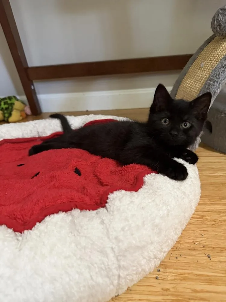 A baby small-sized male Black Domestic Short Hair cat named Victor Hugo for adoption in Ferndale, MI