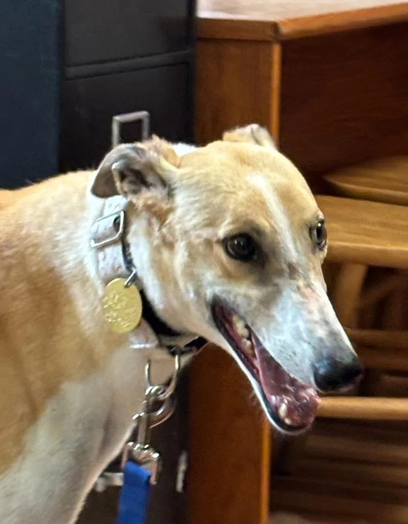 An adult large-sized female Greyhound dog named Breezin for adoption in Hopkinton, MA