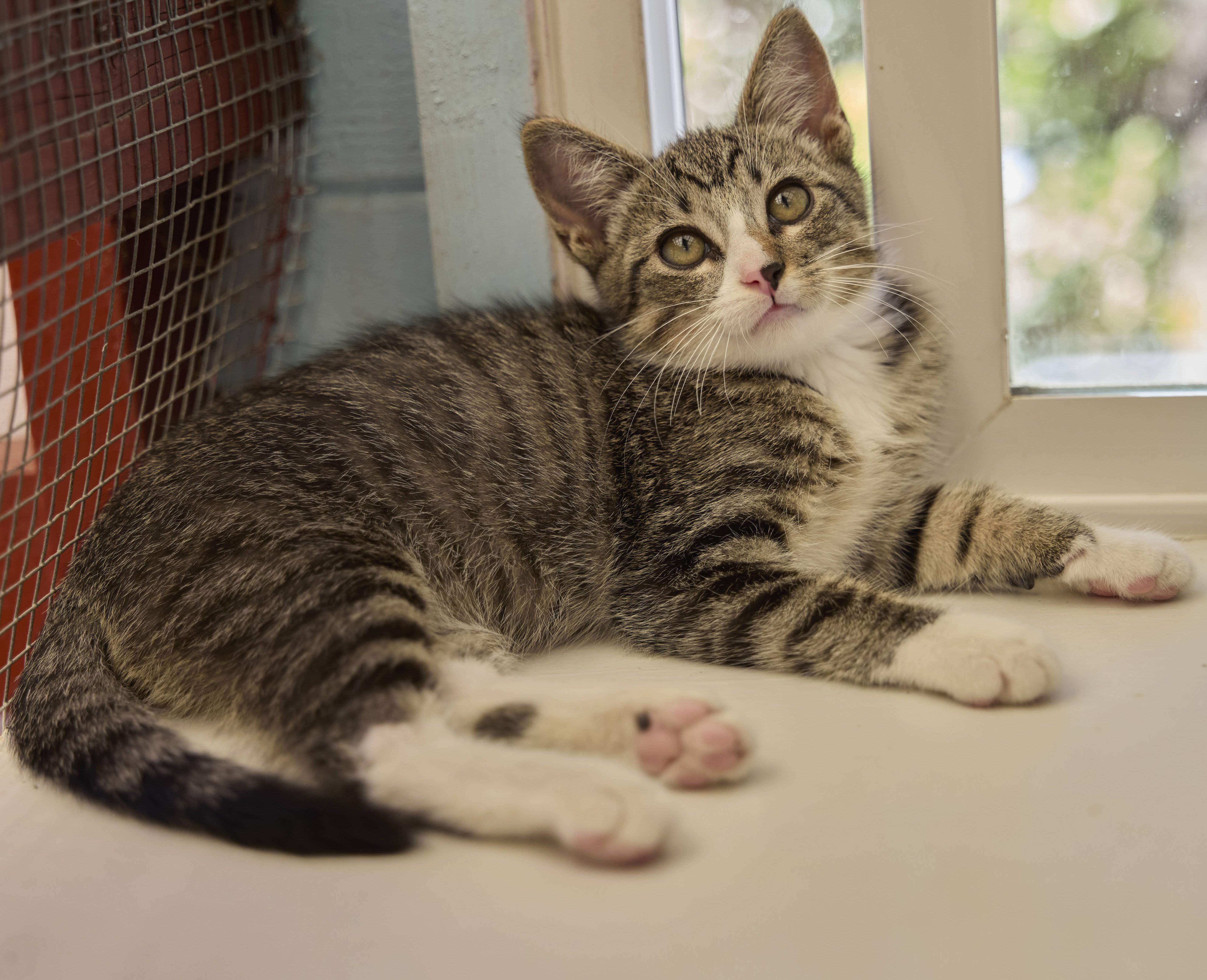 A baby medium-sized male Domestic Short Hair cat named Forest for adoption in Santa Barbara, CA