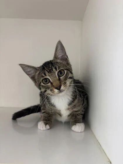 A baby small-sized female Domestic Short Hair cat named Buttercup for adoption in Manteo, NC