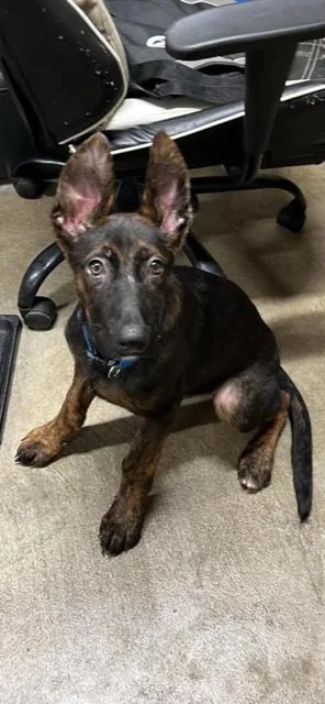 A baby large-sized male Tricolor (Brown, Black, & White) Belgian Shepherd / Malinois dog named Friends Litter Joey for adoption in Imlay City, MI