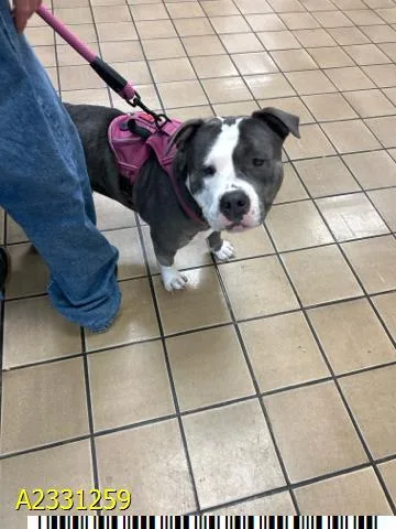 An adult large-sized female Mixed Breed dog named Stella for adoption in West Palm Beach, FL