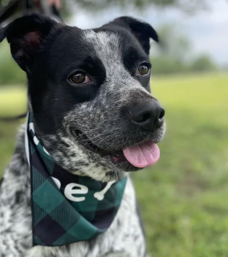 A young medium-sized male Black Australian Cattle Dog / Blue Heeler dog named Buddy for adoption in Leesburg, AL