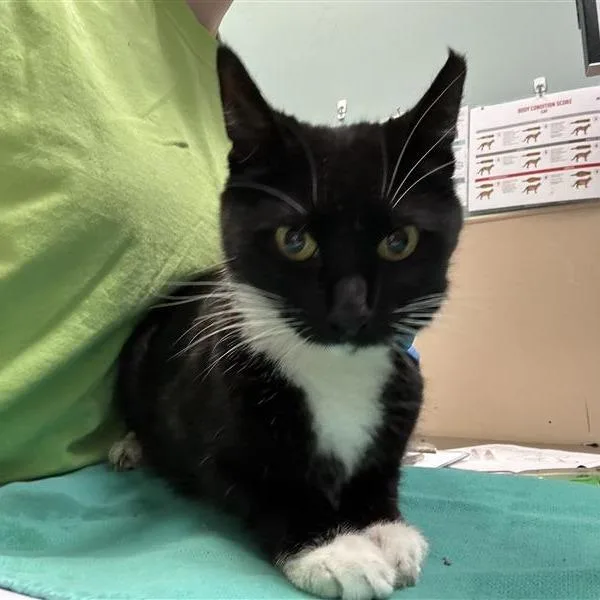 A senior medium-sized female Black Domestic Short Hair cat named Bigfoot for adoption in Tacoma, WA