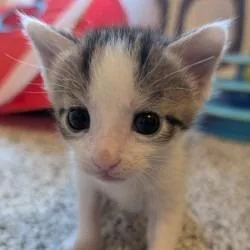 A baby small-sized male Brown / Chocolate Domestic Short Hair cat named Kakapo for adoption in Novelty, OH