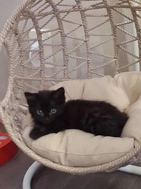 A baby small-sized female Domestic Medium Hair cat named Kiwi for adoption in Tustin, CA