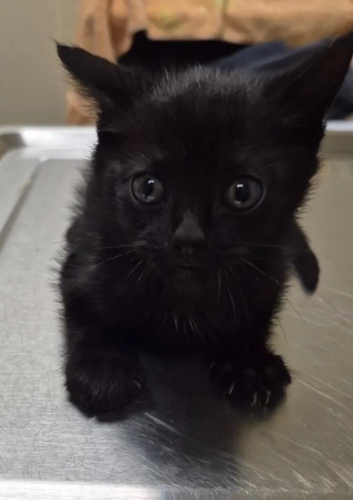 A baby medium-sized male Domestic Short Hair cat named Twine for adoption in Christiansburg, VA