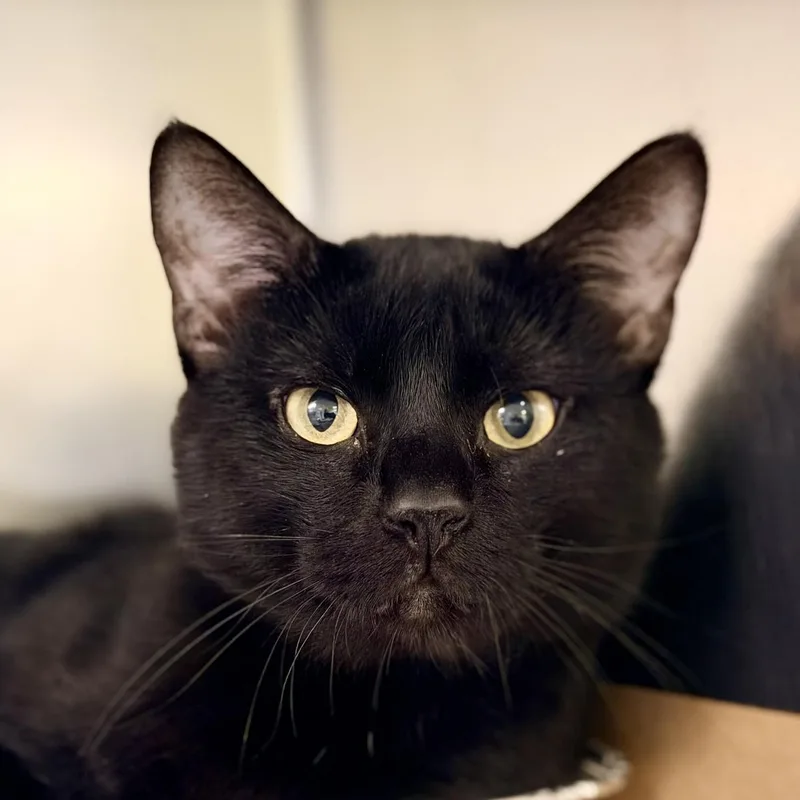 An adult medium-sized male Black Domestic Short Hair cat named August for adoption in Jackson, NJ