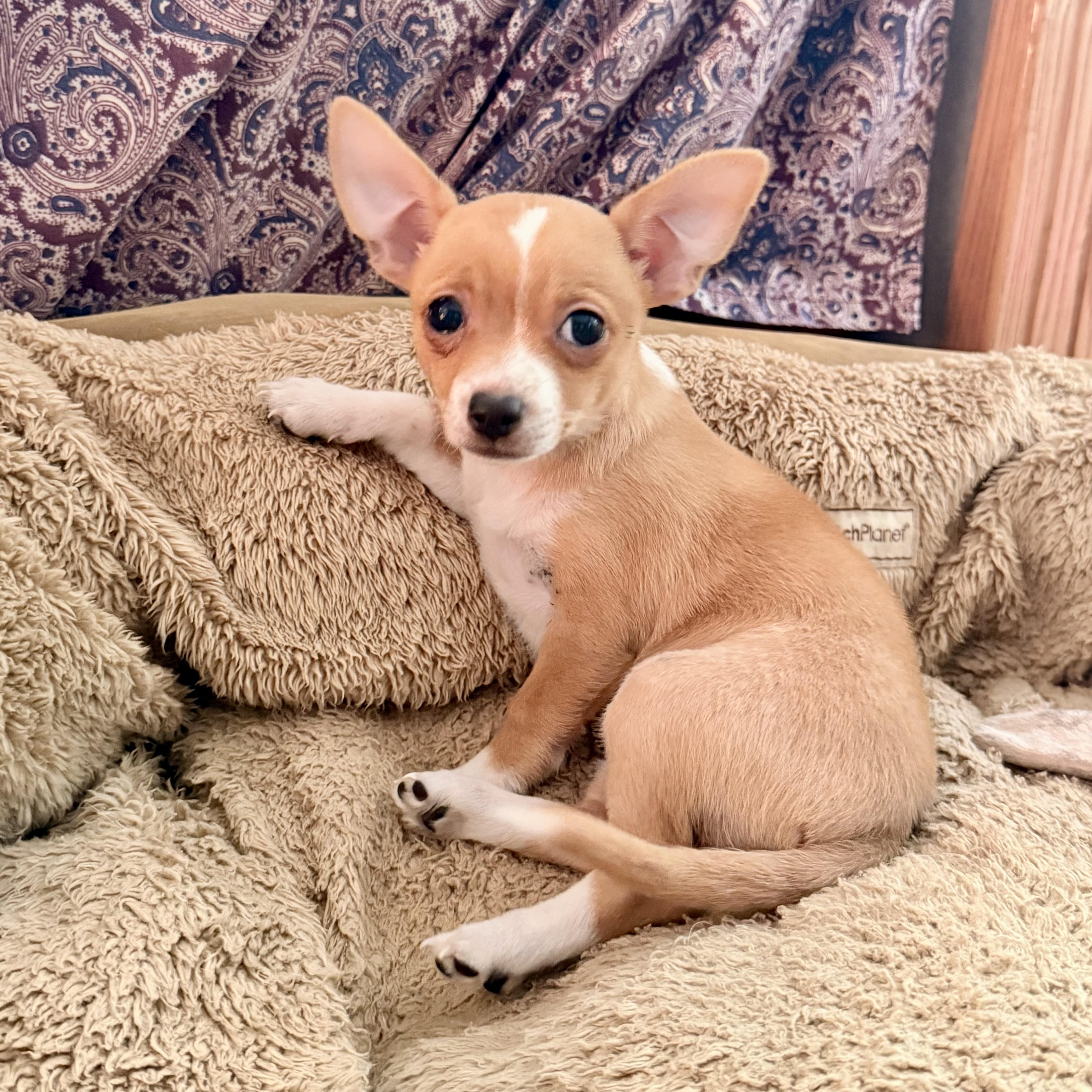 A baby small-sized female Apricot / Beige Chihuahua dog named Peanut for adoption in modesto, CA