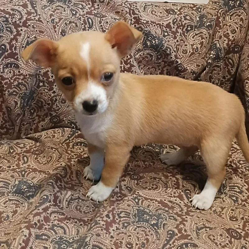Peanut thumbnail 3